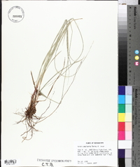 Carex complanata image