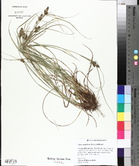 Carex complanata image