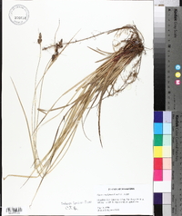 Carex complanata image