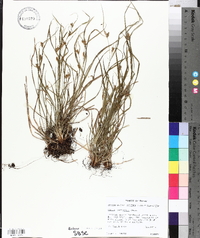 Carex corrugata image