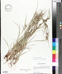 Carex corrugata image