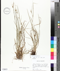 Carex corrugata image