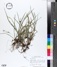 Carex godfreyi image