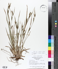 Carex glaucodea image