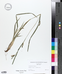 Carex glaucodea image