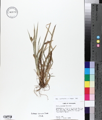 Carex glaucodea image