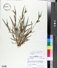 Carex glaucodea image