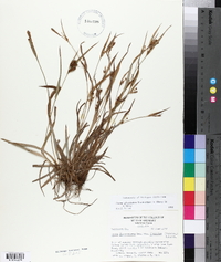 Carex glaucodea image