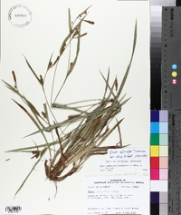 Carex glaucodea image