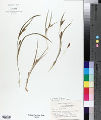 Carex glaucodea image