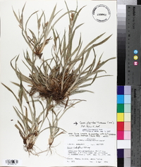 Carex glaucodea image