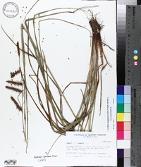 Carex glaucescens image