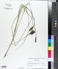 Carex glaucescens image