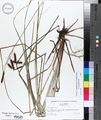 Carex glaucescens image