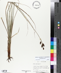 Carex glaucescens image