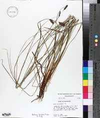 Carex glaucescens image