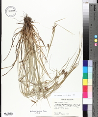 Carex corrugata image