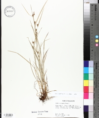 Carex corrugata image