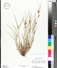 Carex corrugata image