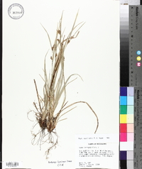 Carex corrugata image