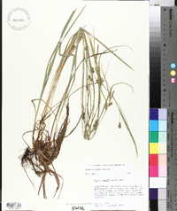 Carex corrugata image