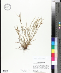 Carex corrugata image