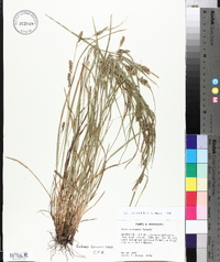 Carex corrugata image