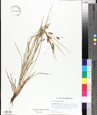 Carex corrugata image