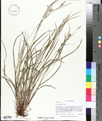 Carex corrugata image