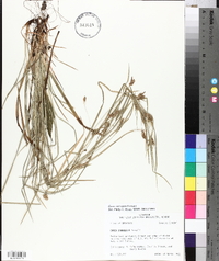 Carex corrugata image