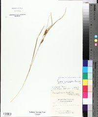 Carex corrugata image