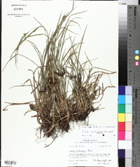 Carex corrugata image