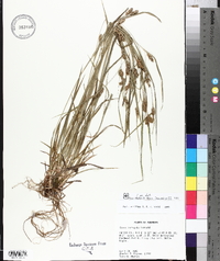 Carex corrugata image