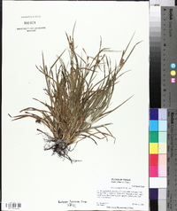 Carex corrugata image