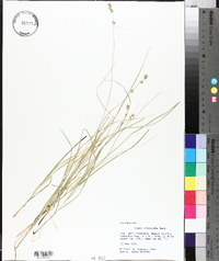 Carex convoluta image