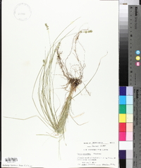 Carex convoluta image