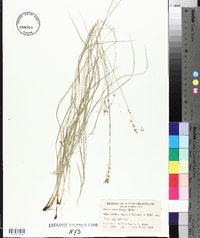 Carex convoluta image