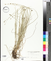 Carex convoluta image