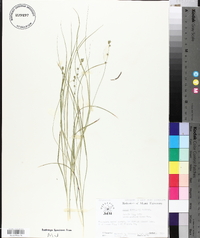 Carex convoluta image