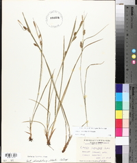 Carex conoidea image