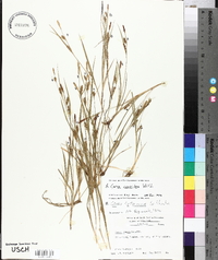 Carex conoidea image