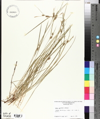 Carex conoidea image