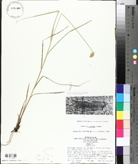 Carex cristatella image