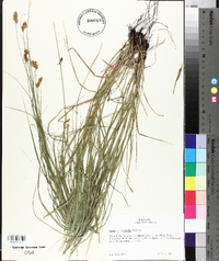 Carex cristatella image