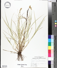 Carex cristatella image