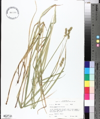 Carex cristatella image