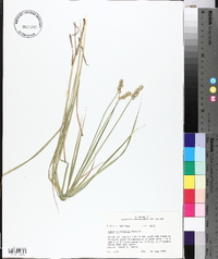 Carex cristatella image