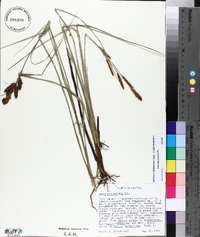 Carex glaucescens image