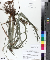 Carex glaucescens image