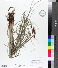 Carex glaucescens image